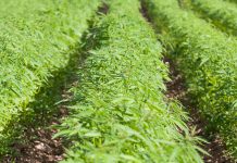 5Dubs Report: US accepts Farm Bill on principle; hemp close to being legal