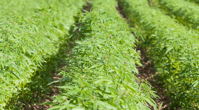 5Dubs Report: US accepts Farm Bill on principle; hemp close to being legal