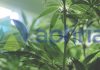 Aphria reaches new distribution agreement in Canada