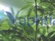 Aphria reaches new distribution agreement in Canada