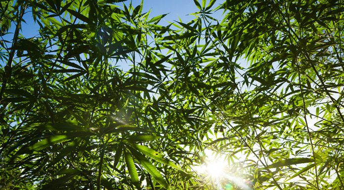 Myth Busted: Marijuana won’t give you schizophrenia, Harvard study reveals