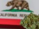 California’s illegal sales continue to hinder legal market