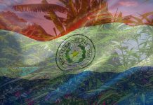 Paraguay legalizes and regulates cannabis oil production