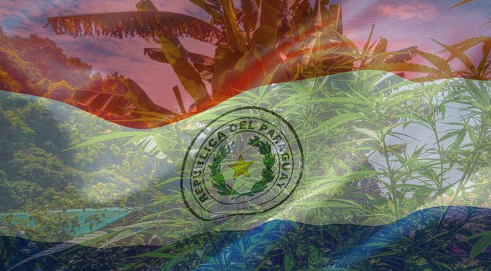 Paraguay legalizes and regulates cannabis oil production
