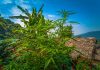 Thailand removes cannabis, hemp products from Narcotics list