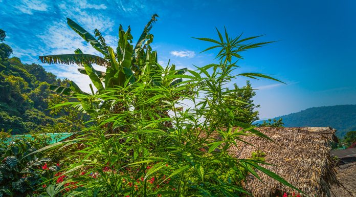 Thailand removes cannabis, hemp products from Narcotics list